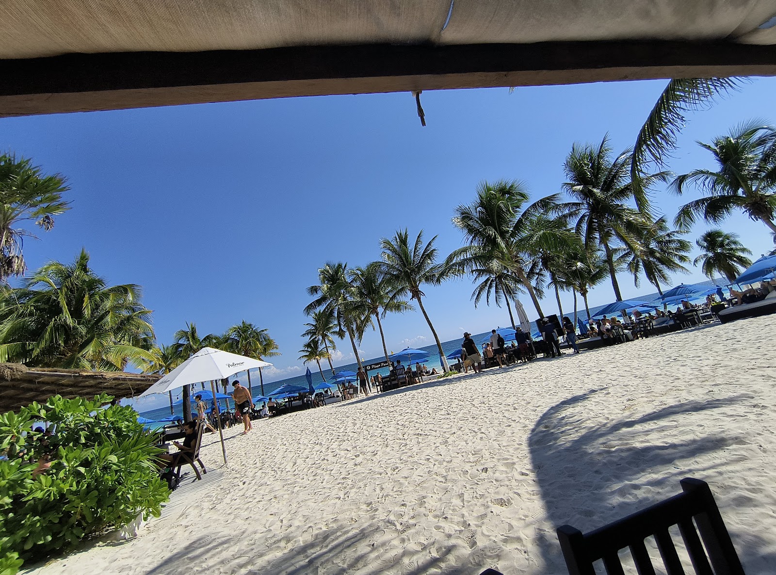 Beachfront lounge area shaded by palm trees