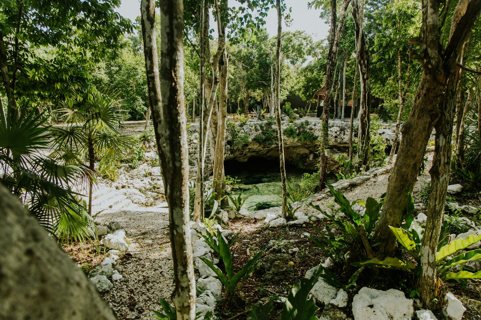 Jungle cenote surrounded by tropical plants