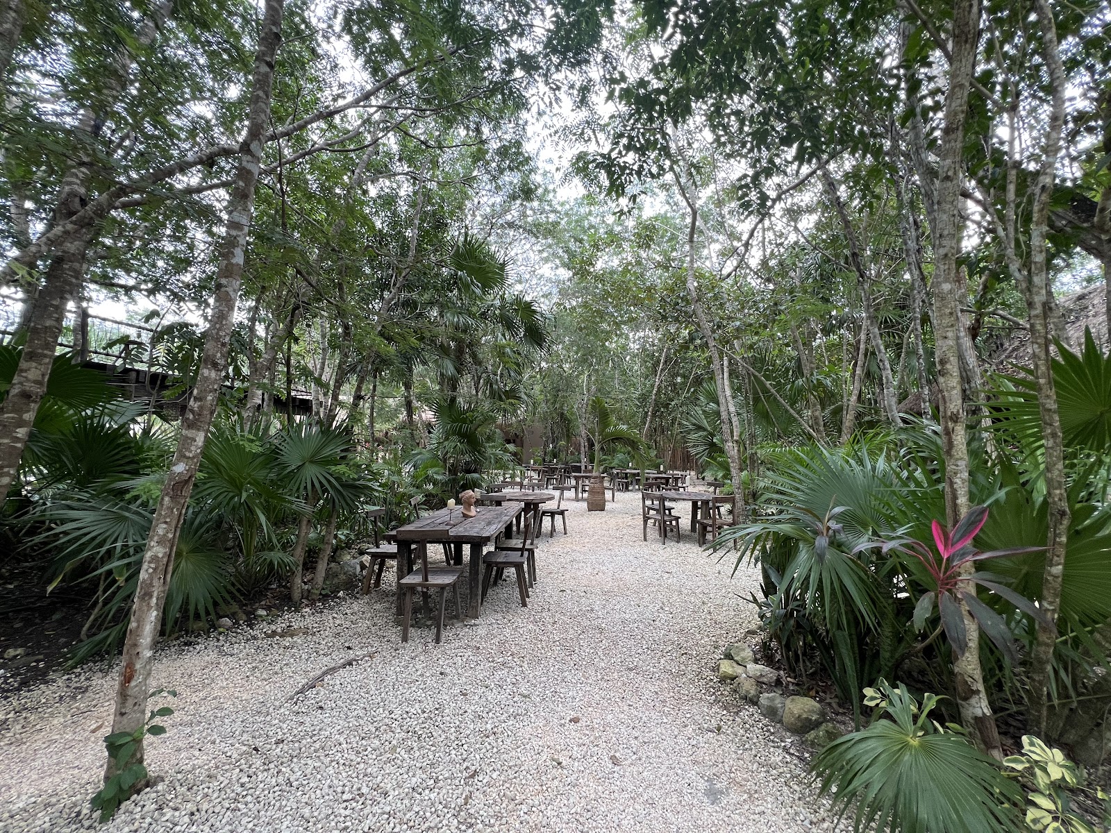 Jungle pathway leading to the dining area