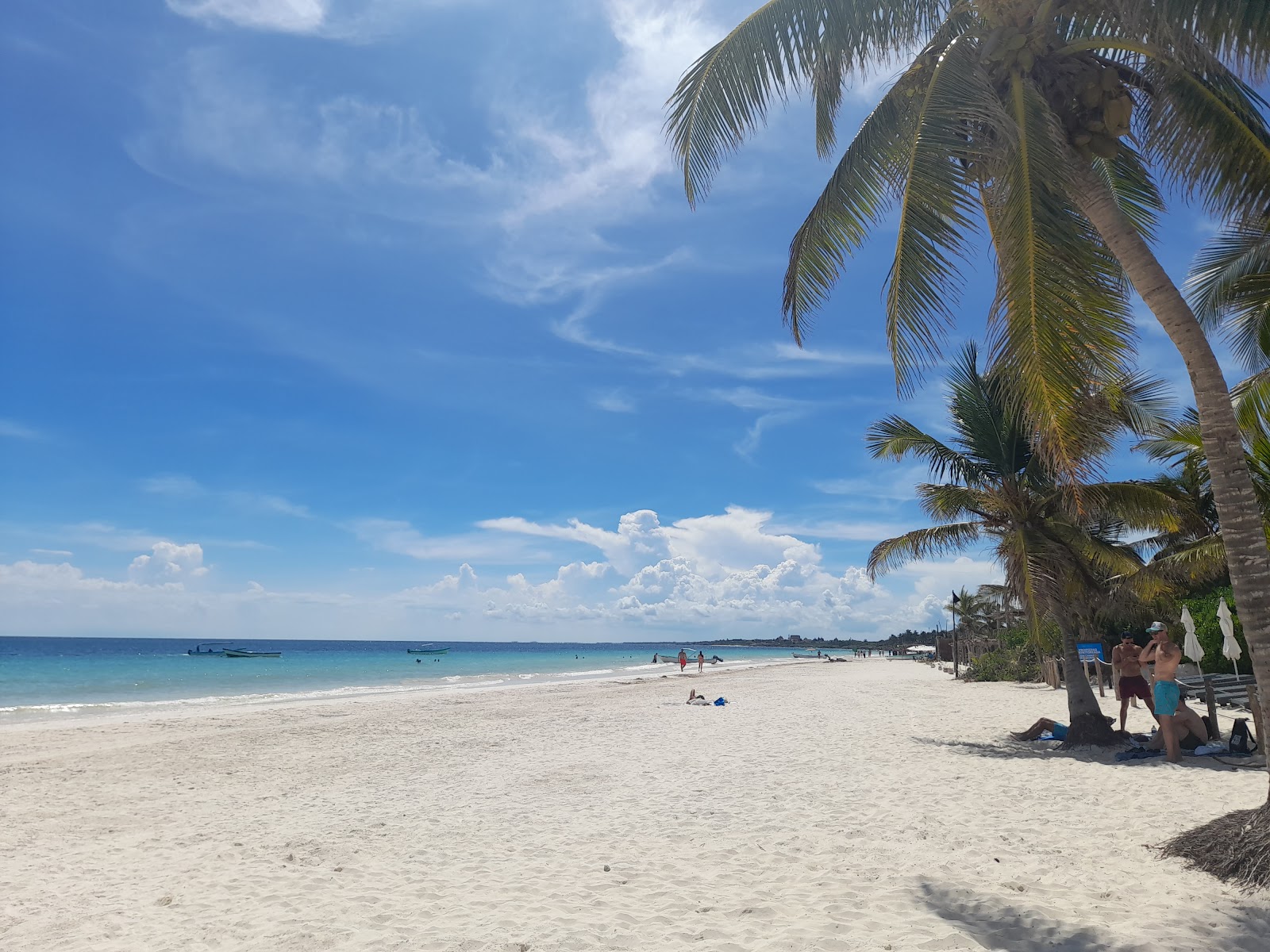 Leaning palm tree over a quiet stretch of beach
