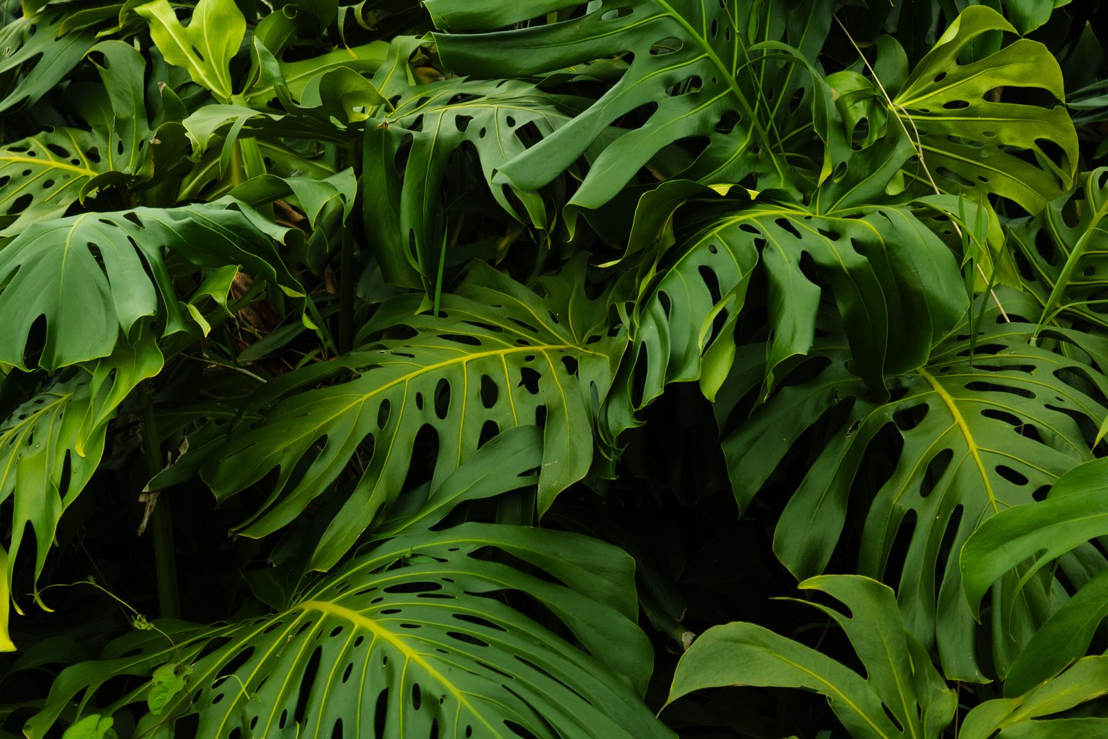 Lush tropical leaves in the jungle