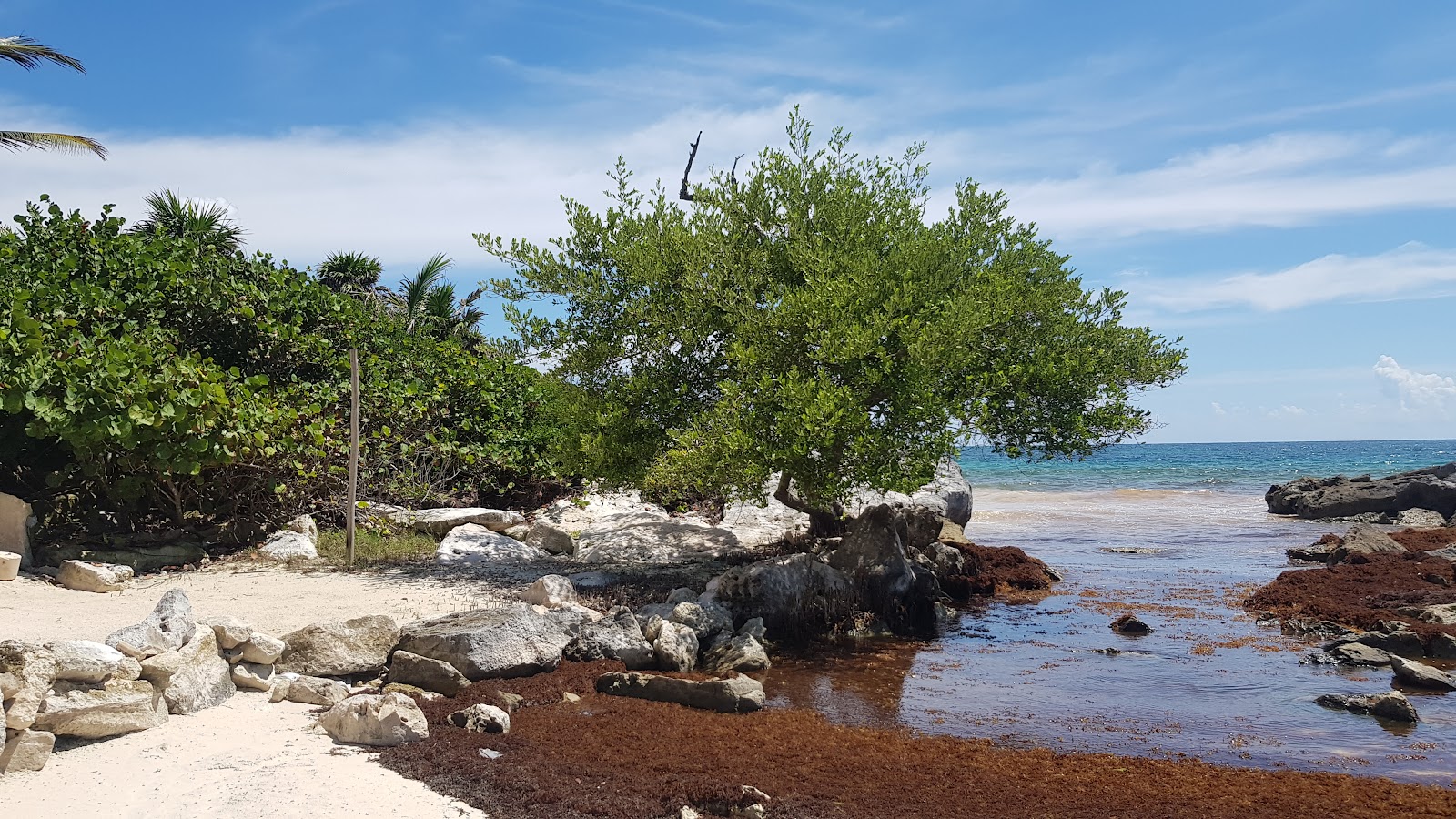Natural coastline with rocks and green shrubs