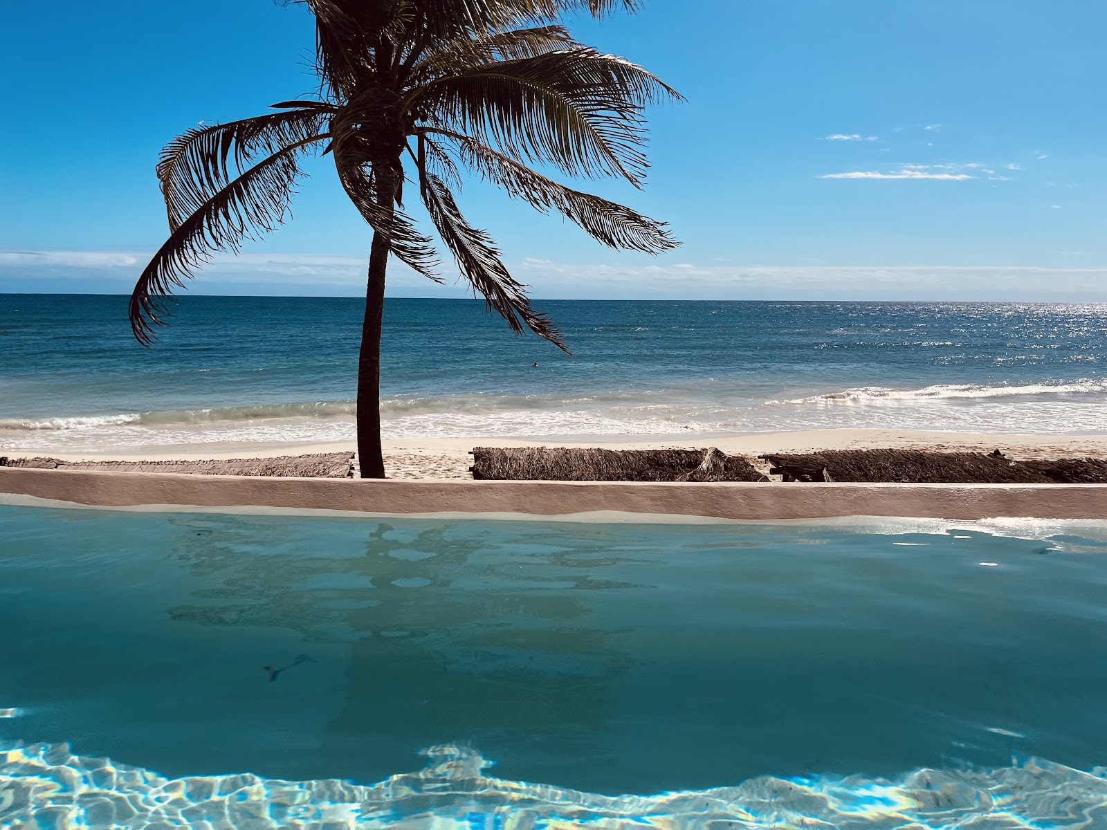 Ocean view framed by a palm tree beside the beachfront pool