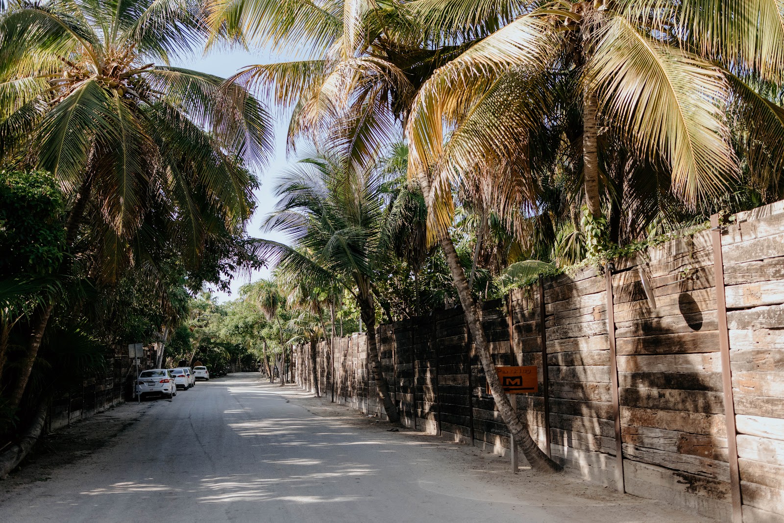Palm-lined path through the property