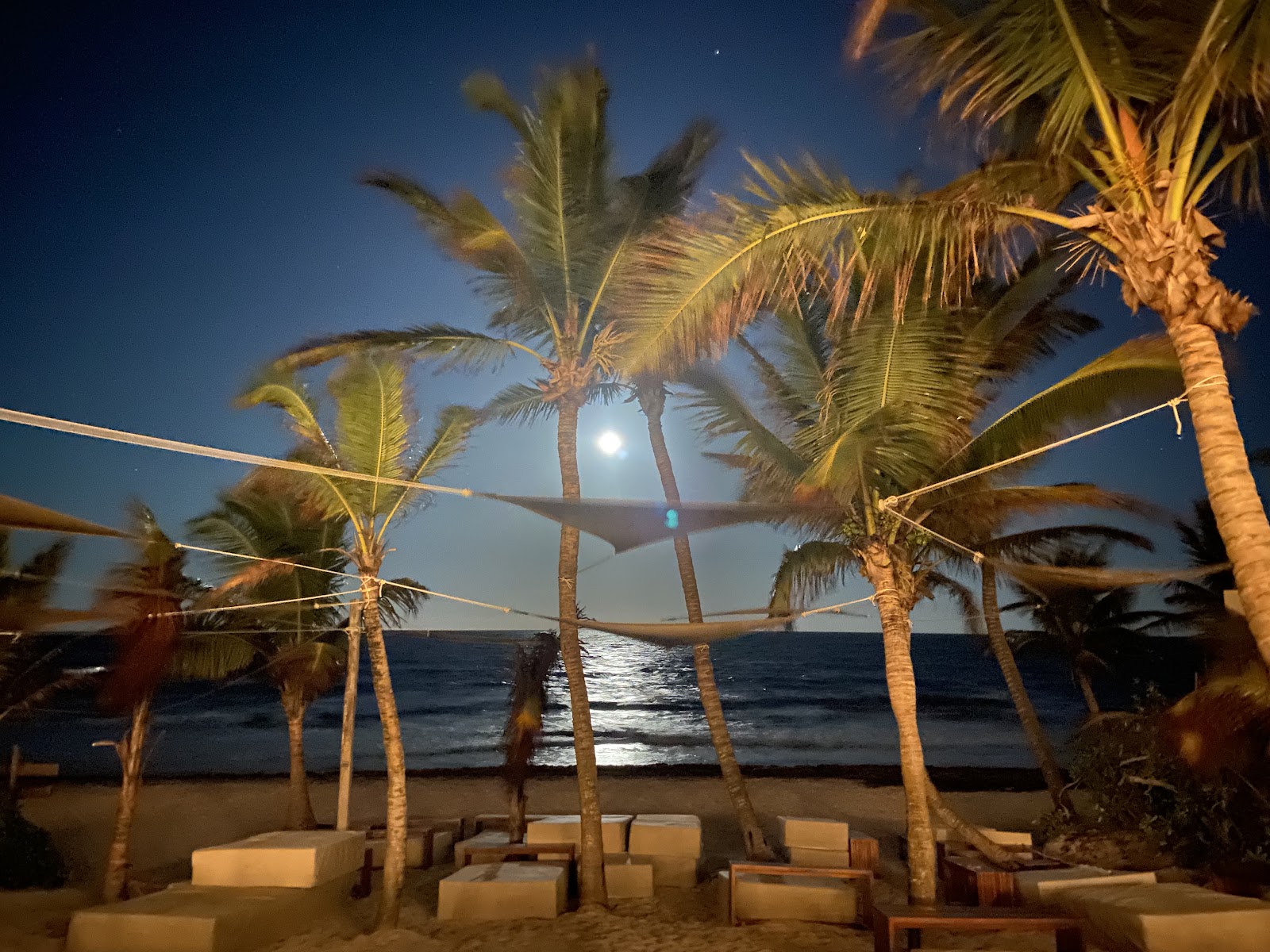 Palm trees on the beach under a night sky