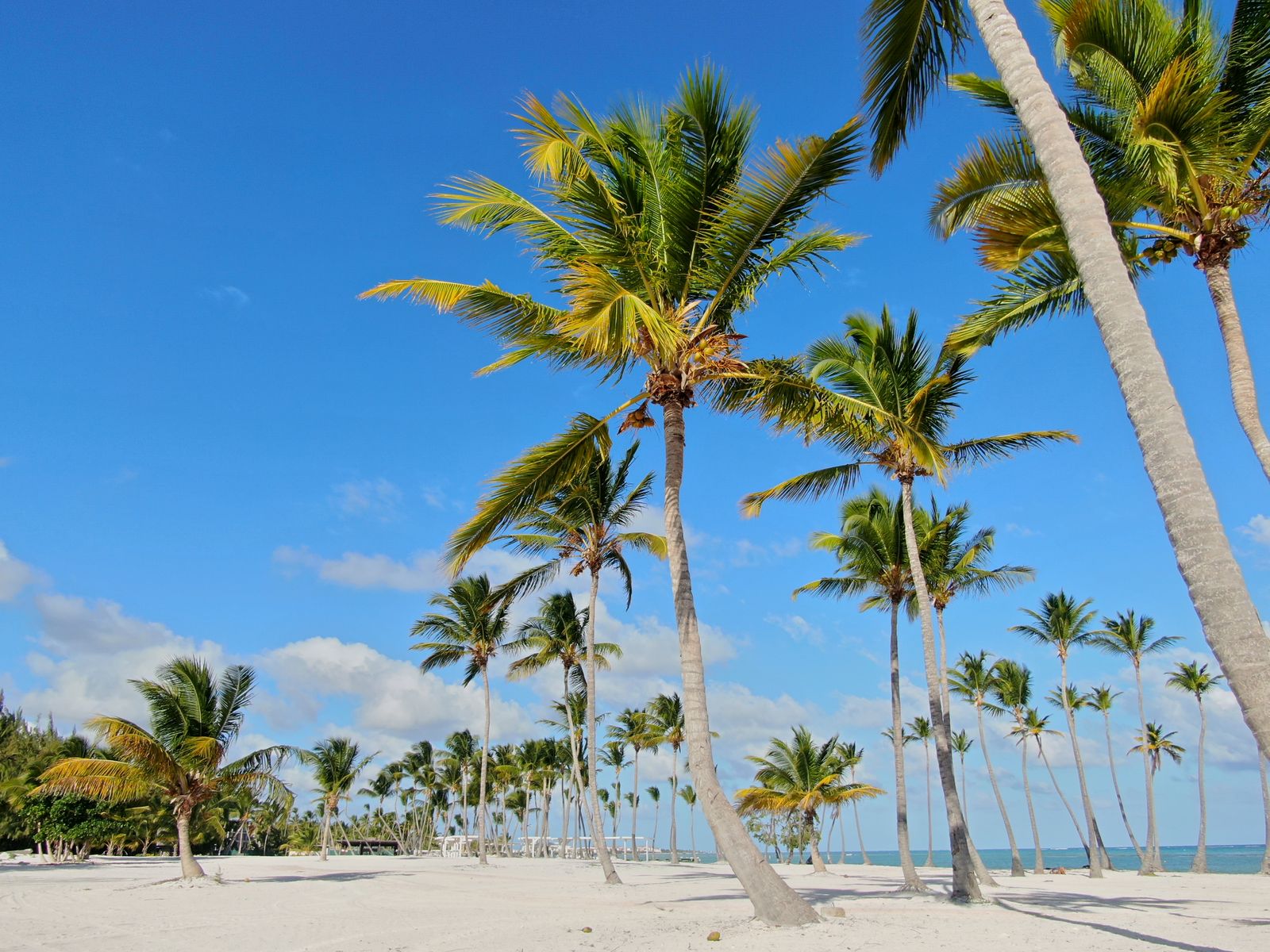 Palm trees along a white sand Caribbean beach