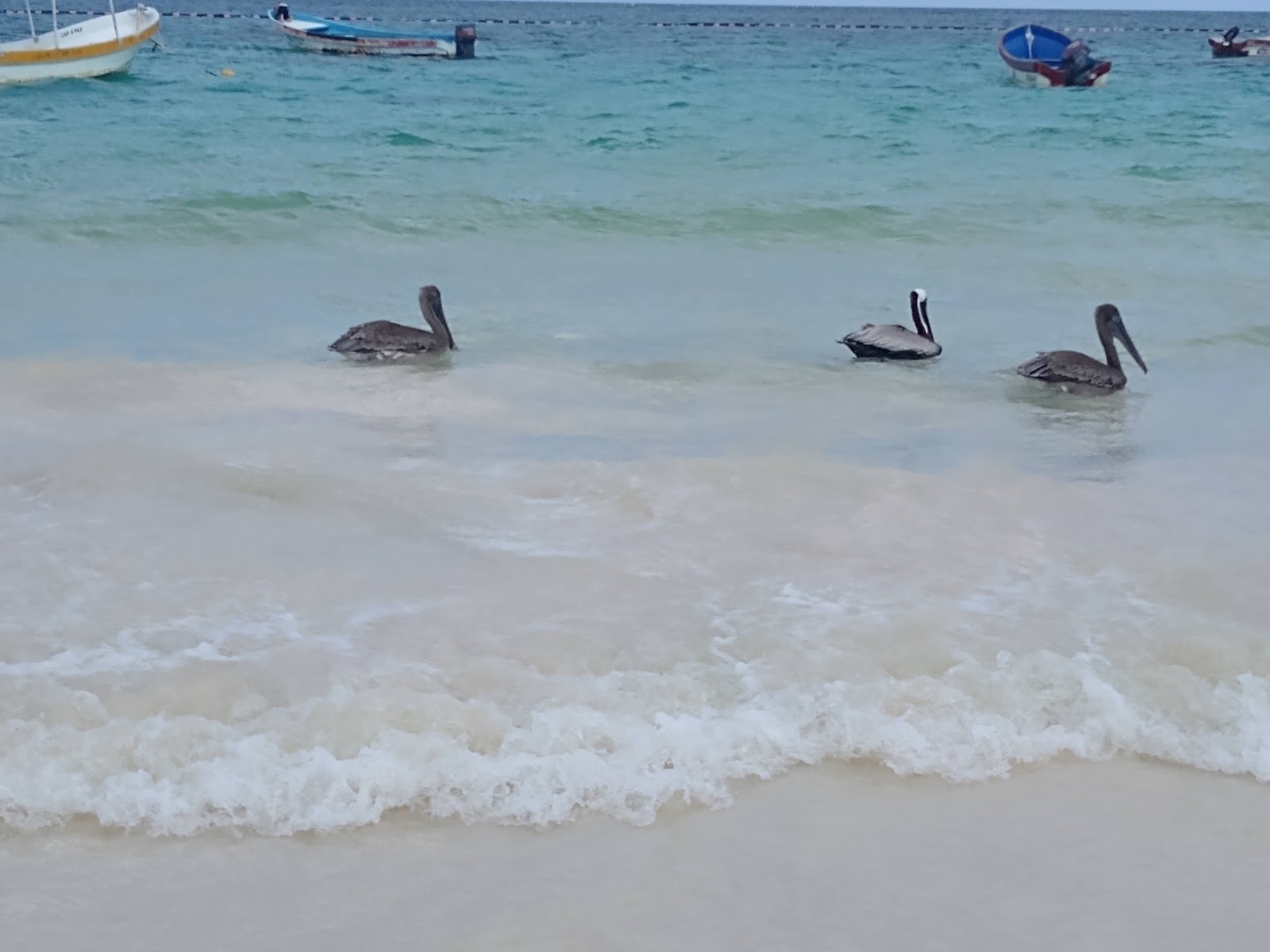 Pelicans floating in calm shallow water