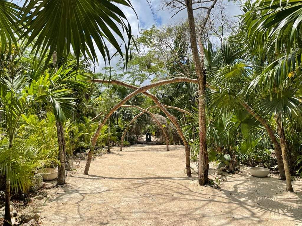 Sandy jungle clearing shaded by native trees