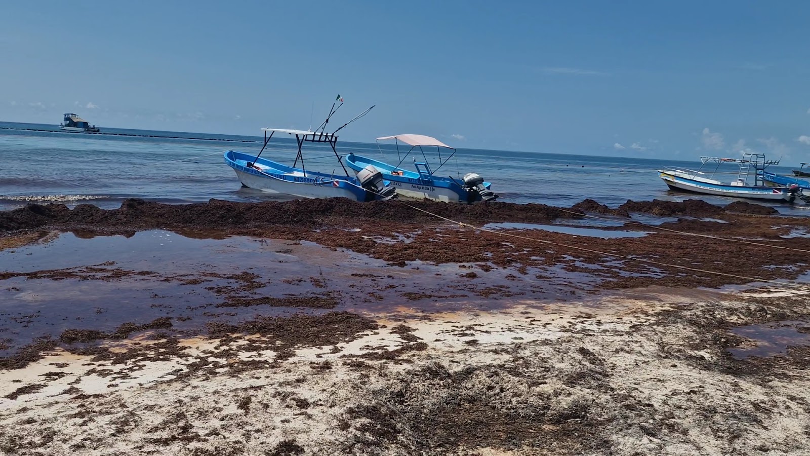 Seaweed on the shoreline during sargassum season in Tulum