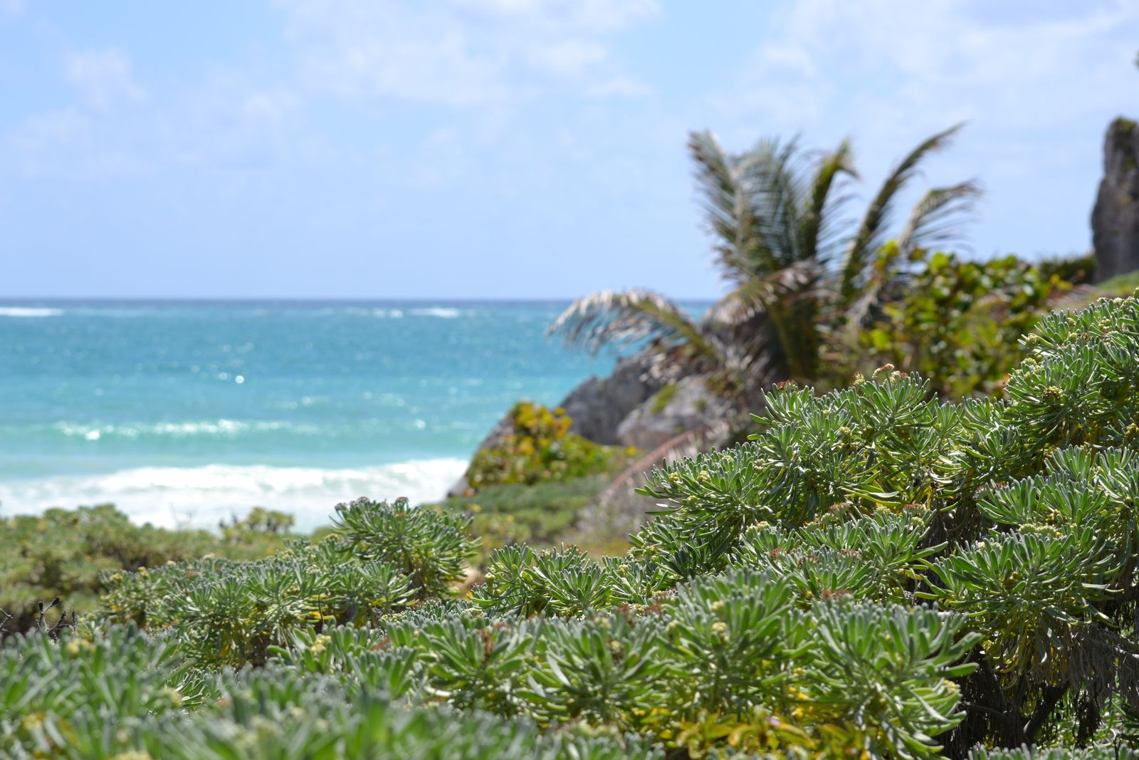 Tropical plants on a coastline with turquoise water